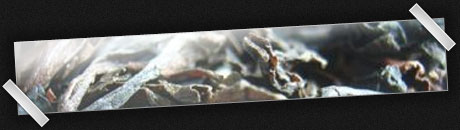 Herbata Oolong