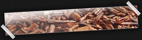 Rooibos