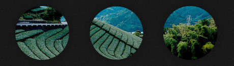 Japonia